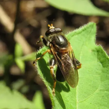 Teuchocnemis lituratus (Loew, 1863):317