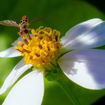 Toxomerus arcifer (Loew, 1866):160