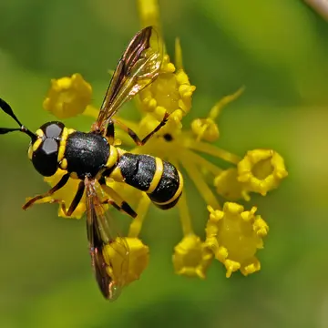 Ceriana vespiformis (Latreille, 1809):328