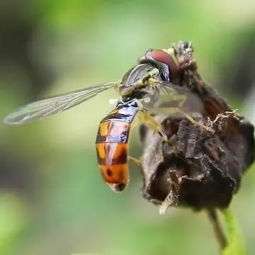 Toxomerus floralis (Fabricius, 1798):563