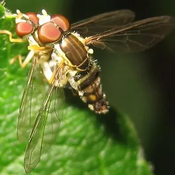 Toxomerus geminatus (Say, 1823):92