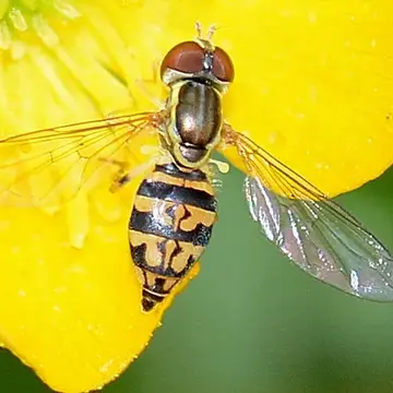 Toxomerus geminatus (Say, 1823):92