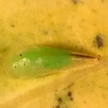 Toxomerus geminatus (Say, 1823):92