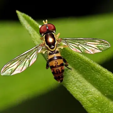 Toxomerus geminatus (Say, 1823):92
