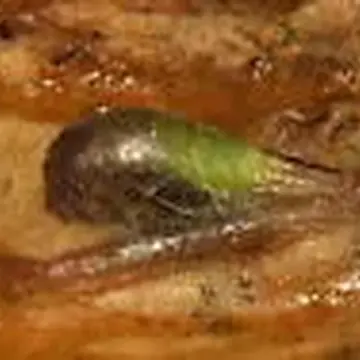 Toxomerus geminatus (Say, 1823):92