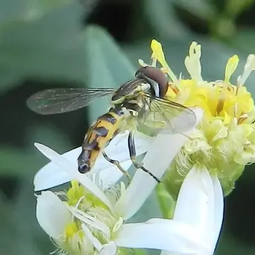 Toxomerus geminatus (Say, 1823):92
