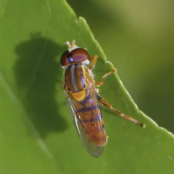 Toxomerus jussiaeae Vigé, 1939:66