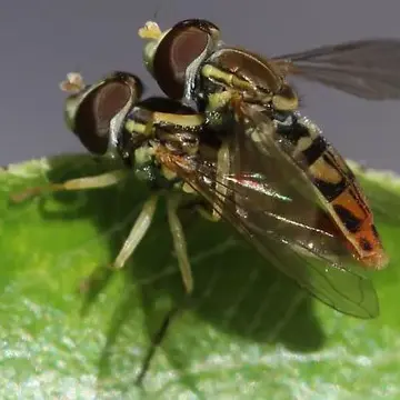 Toxomerus marginatus (Say, 1823):92