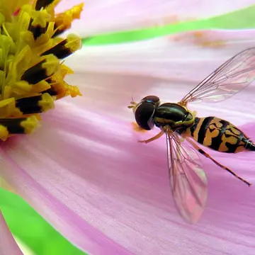 Toxomerus marginatus (Say, 1823):92
