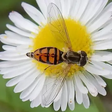 Toxomerus marginatus (Say, 1823):92