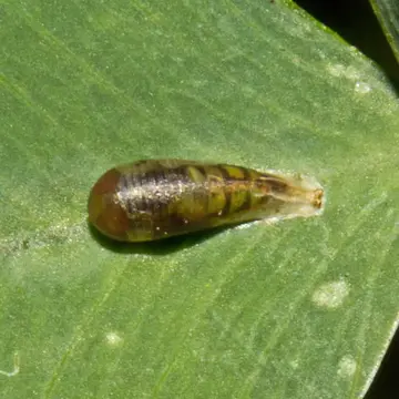 Toxomerus marginatus (Say, 1823):92