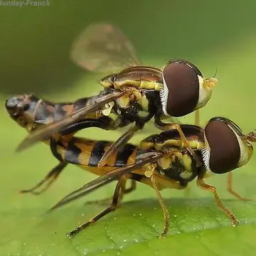 Toxomerus occidentalis Curran, 1922:258