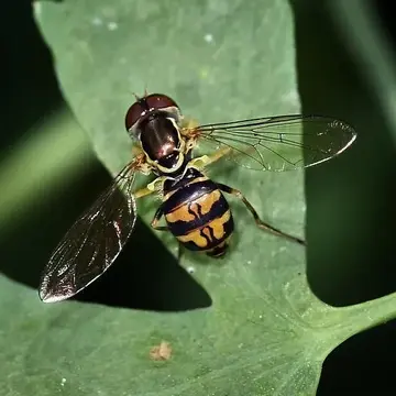 Toxomerus occidentalis Curran, 1922:258