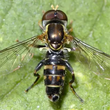 Toxomerus occidentalis Curran, 1922:258