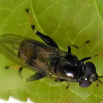 Chalcosyrphus (Xylotomima) anthreas (Walker, 1849):556