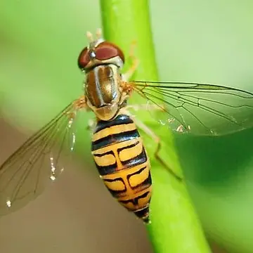 Toxomerus politus (Say, 1823):88