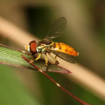 Toxomerus pulchellus (Macquart, 1846):266