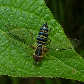 Toxomerus saphiridiceps (Bigot, 1884):105