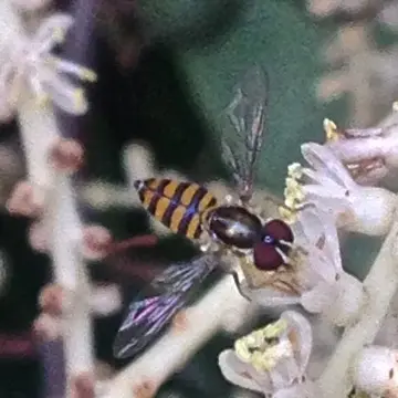 Toxomerus verticalis (Curran, 1927):6