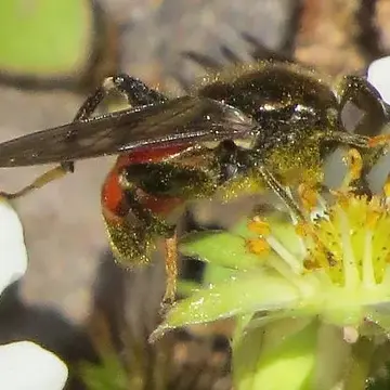 Chalcosyrphus (Xylotomima) anthreas (Walker, 1849):556
