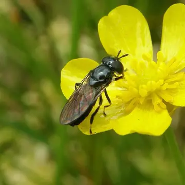 Trichopsomyia flavitarsis (Meigen, 1822):248
