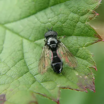 Trichopsomyia flavitarsis (Meigen, 1822):248