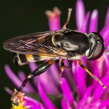 Tropidia albistylum Macquart, 1847:76
