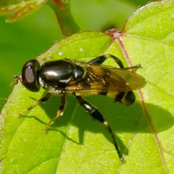 Tropidia albistylum Macquart, 1847:76