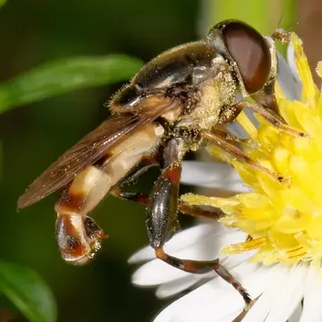 Tropidia albistylum Macquart, 1847:76