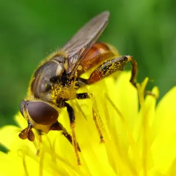 Tropidia fasciata Meigen, 1822:346