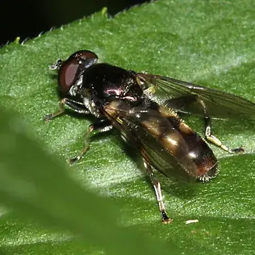 Chalcosyrphus (Xylotomima) anthreas (Walker, 1849):556