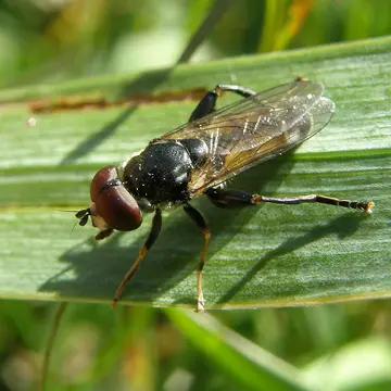 Tropidia scita (Harris, 1780):107