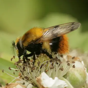 Female Volucella bombylans (Linnaeus, 1758):591