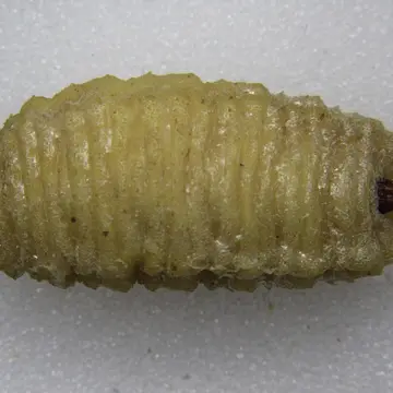 Larva Volucella bombylans (Linnaeus, 1758):591