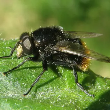 Male Volucella bombylans (Linnaeus, 1758):591
