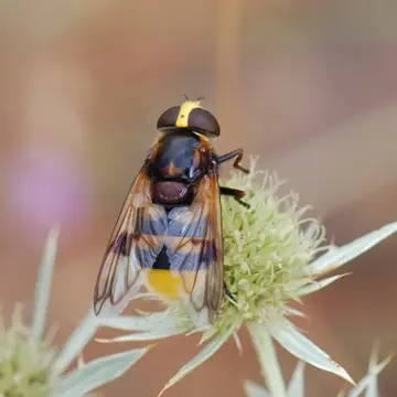 Female Volucella elegans Loew, 1862:294
