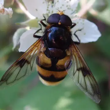Male Volucella elegans Loew, 1862:294