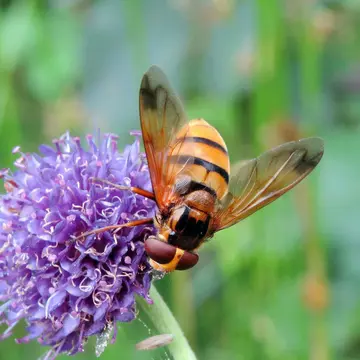 Female Volucella inanis (Linnaeus, 1758):595