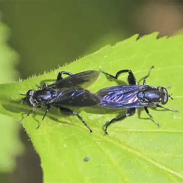Chalcosyrphus (Xylotomima) chalybeus (Wiedemann, 1830):98