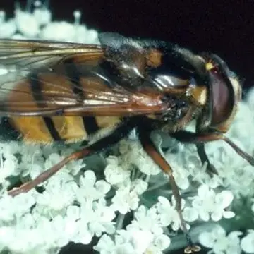 Male Volucella inanis (Linnaeus, 1758):595
