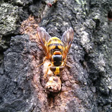 Female Volucella inanoides Hervé-Bazin, 1923:256