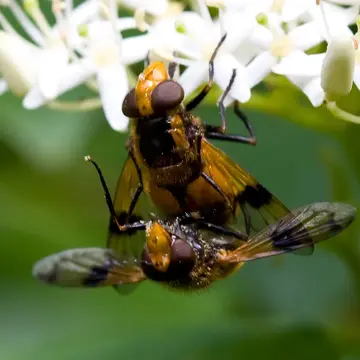 Copula Volucella inflata (Fabricius, 1794):280