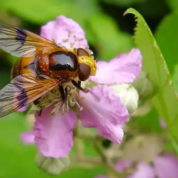 Female Volucella inflata (Fabricius, 1794):280