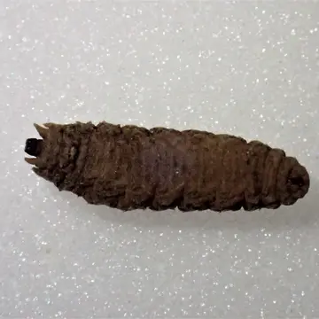Larva Volucella inflata (Fabricius, 1794):280