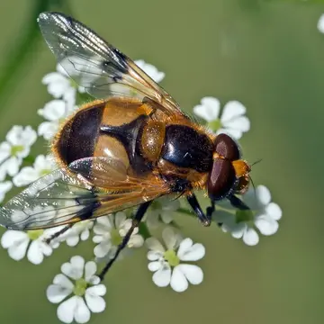Male Volucella inflata (Fabricius, 1794):280