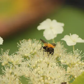 Female Volucella jeddona Bigot, 1876:472