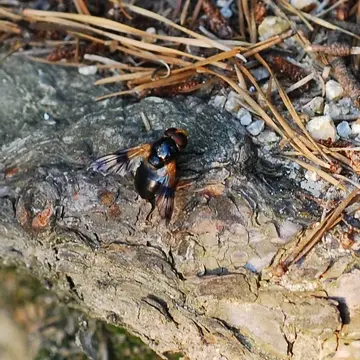 Male Volucella nigricans Coquillett, 1898:324
