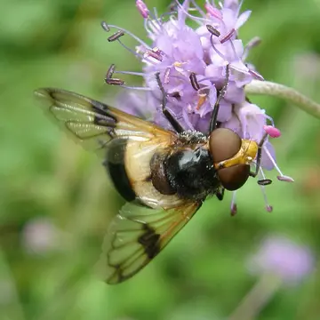 Female Volucella pellucens (Linnaeus, 1758):595