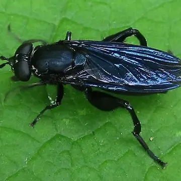 Chalcosyrphus (Xylotomima) chalybeus (Wiedemann, 1830):98