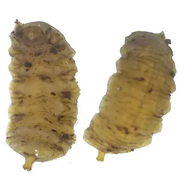 Larva Volucella pellucens (Linnaeus, 1758):595